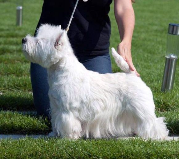 Izol'Da Terra-Bella-Don | West Highland White Terrier 