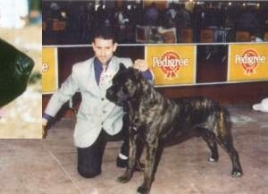 Ettore (1996)(dell'Antica Daunia) | Cane Corso 