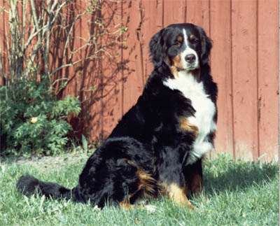 MIN HIND ANJOU | Bernese Mountain Dog 