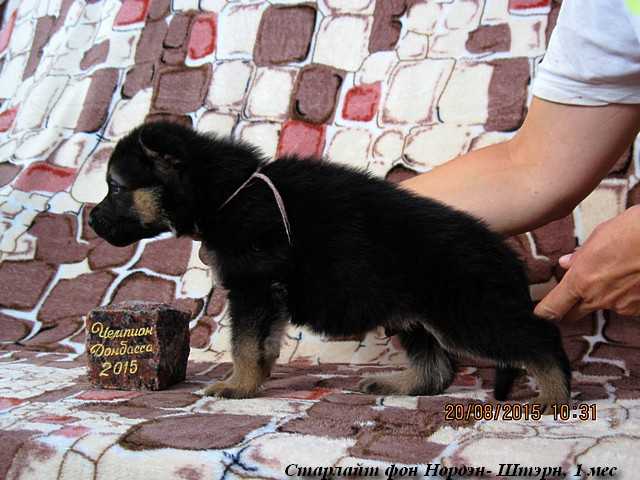 Starlait von Norden - Stern | German Shepherd Dog 