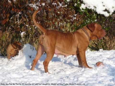 EASY DES PAS DE TACITE | Dogue de Bordeaux 