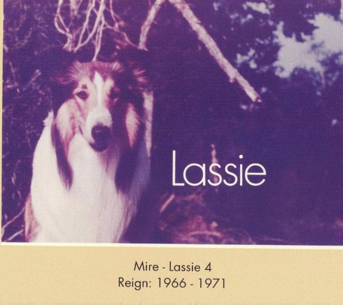 Lassie IV (Mire) | Rough Collie 