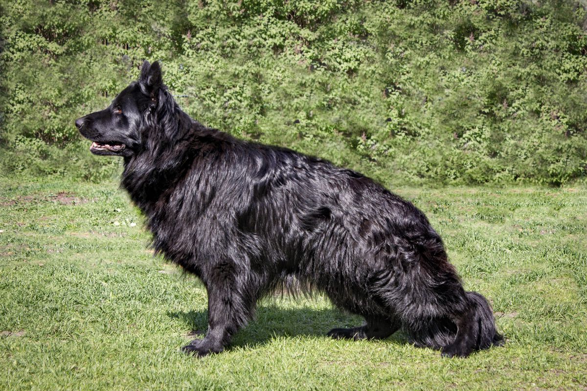 Zigel vom Grossen Schatz | German Shepherd Dog 