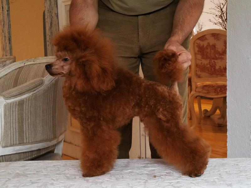 Kram de Alderrabel Flamenco | Poodle 