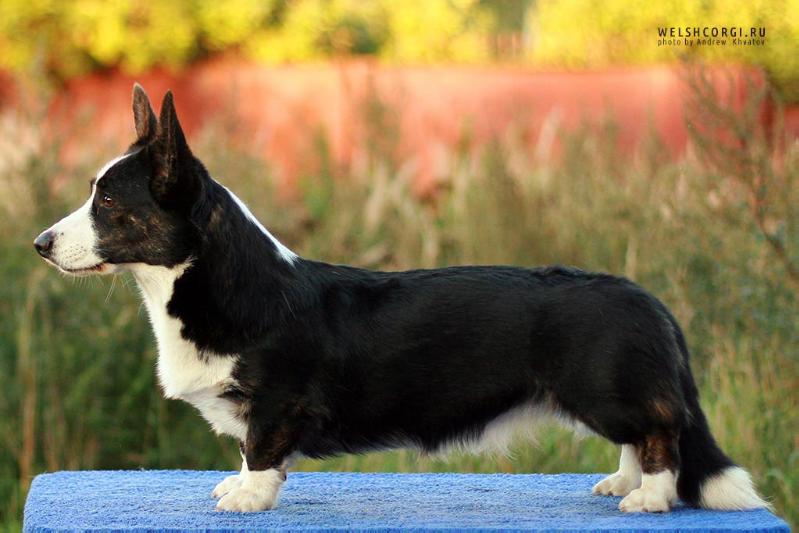 Aethwy Somebody To Love | Cardigan Welsh Corgi 