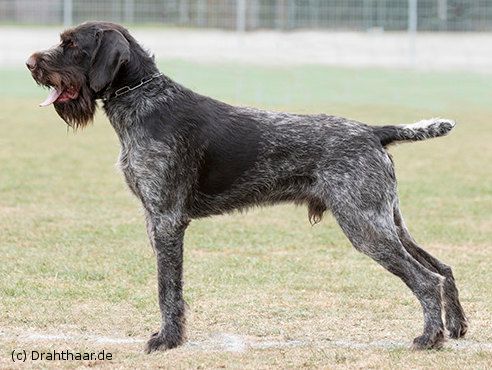 Milan IV. v.d. Lönsbirke | German Wirehaired Pointer 