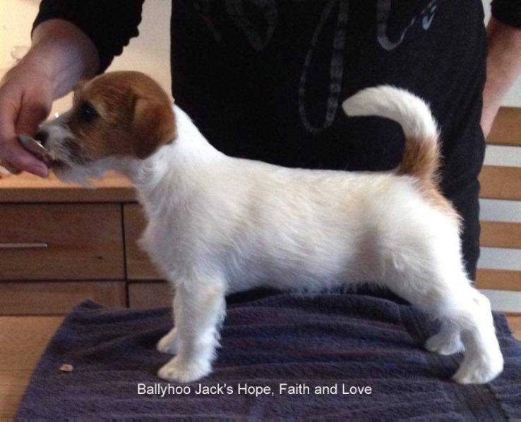 Ballyhoo Jack's Hope, Faith and Love | Jack Russell Terrier 