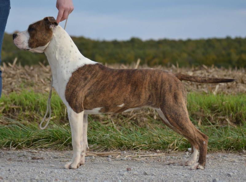 Last Luck and Ultimate Truth du Temple de Gaïa | American Staffordshire Terrier 