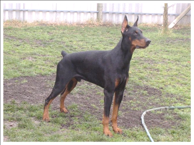 Come As You Are Tristan | Black Doberman Pinscher