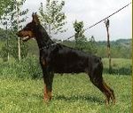 Sara Jane di Latiano | Black Doberman Pinscher