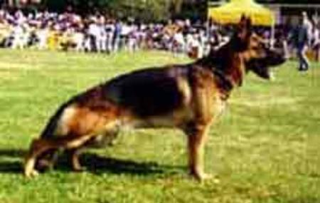 Sando del Campo de Gibraltar | German Shepherd Dog 