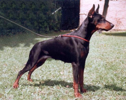 Baila della Tenuta de Benedictis | Black Doberman Pinscher