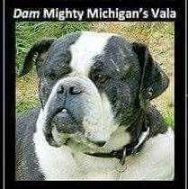 Mighty Michigans Vala | Olde English Bulldogge 