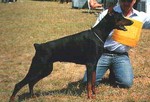 Anastasia di Latiano | Black Doberman Pinscher