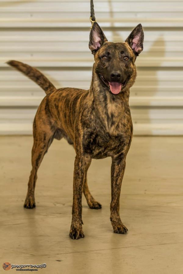 Athos van Strikeforce | Dutch Shepherd 