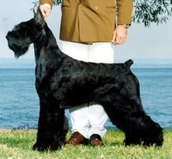 Skansen's Sixty Minutes | Giant Schnauzer 