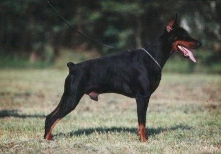 Uruguay di Latiano | Black Doberman Pinscher