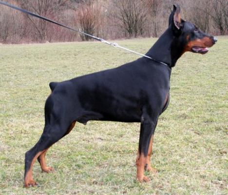 Machico Bene Meritus | Black Doberman Pinscher