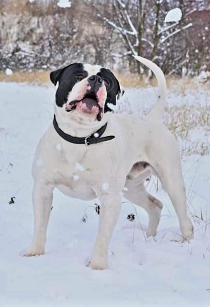 Lionesses Ugo | American Bulldog 