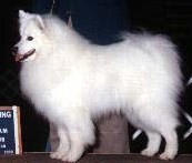 Pyrmds You're Making Me High | American Eskimo Dog 