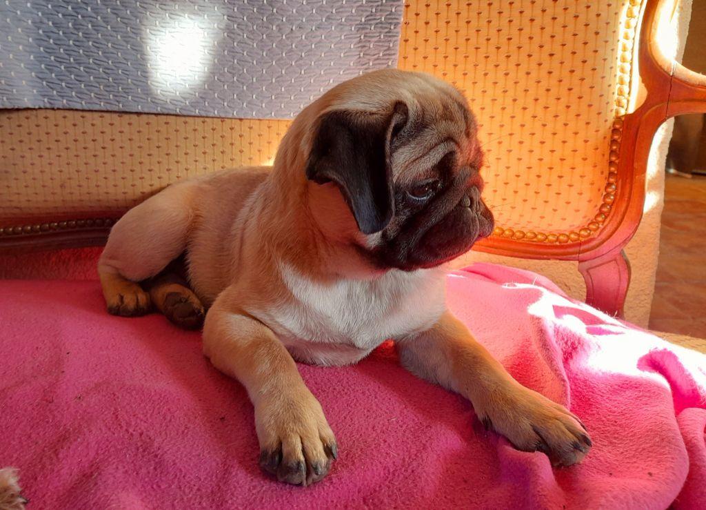 Thé Zen des petits rois de kladska | Pug 