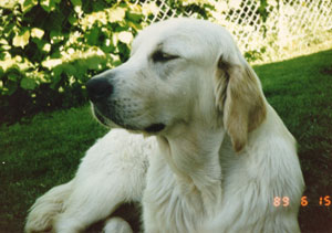 Garbank Giselle | Golden Retriever 