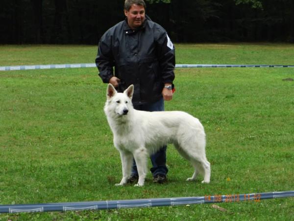 Barbour of White Night | White Swiss Shepherd Dog 