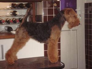 Saredon LADY BUG AT KEBULAK | Welsh Terrier 