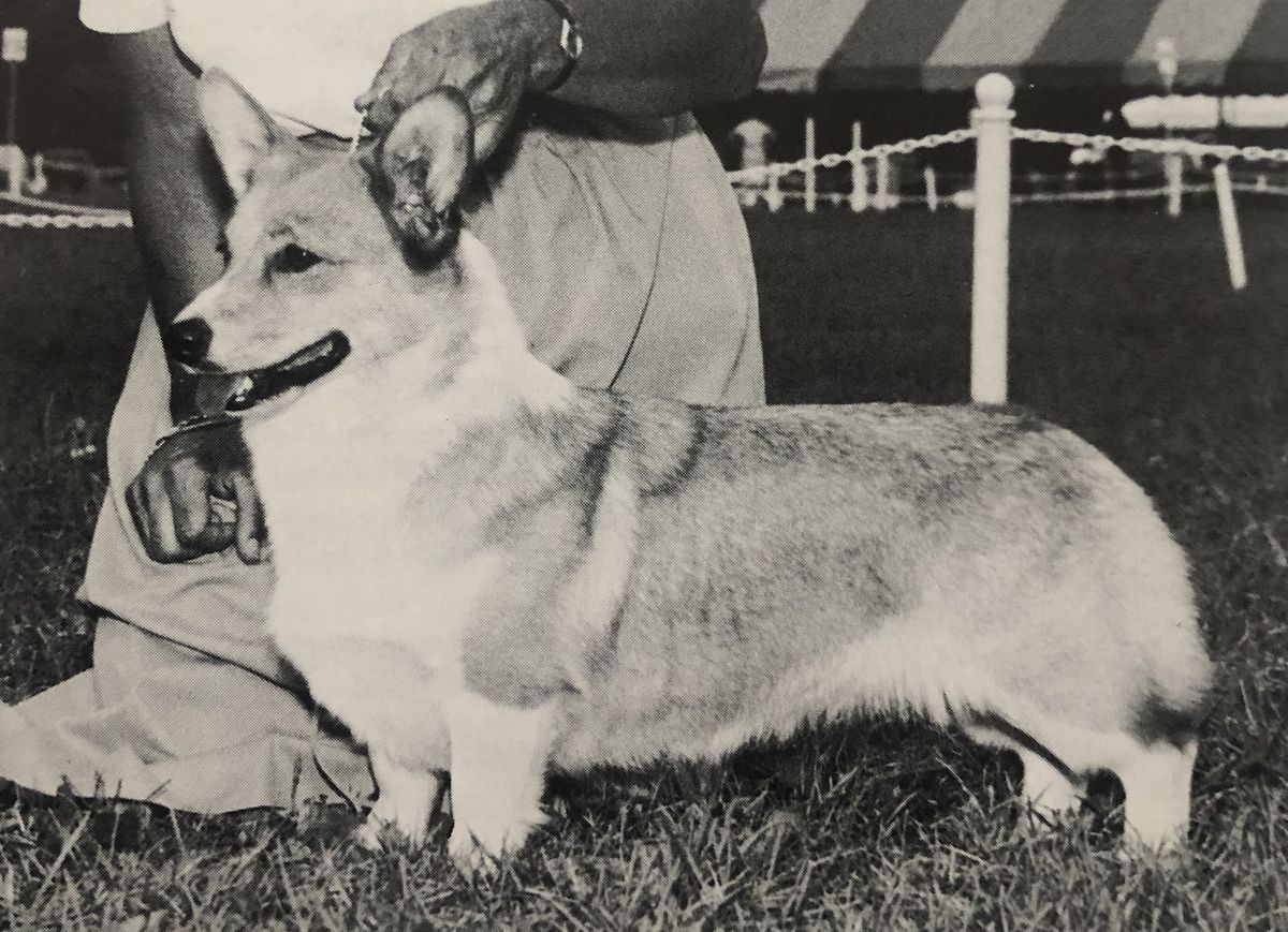 XIII Maples Red Sonja | Pembroke Welsh Corgi 