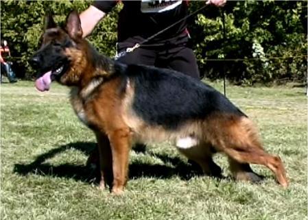 Zamp vom steilen Ufer | German Shepherd Dog 