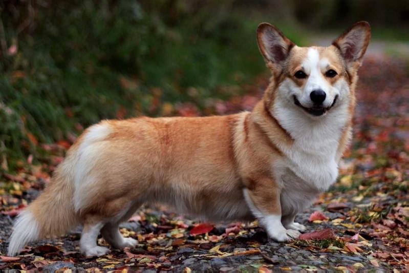 Baby It's You Foxy Fellow | Pembroke Welsh Corgi 