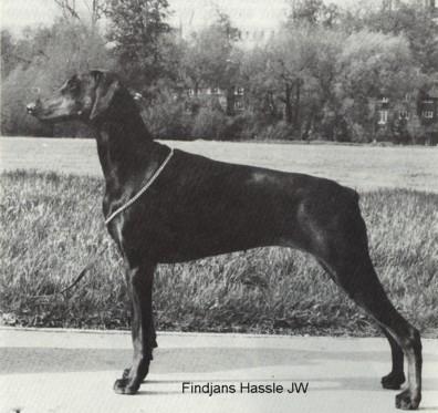 Findjans Hassle | Black Doberman Pinscher