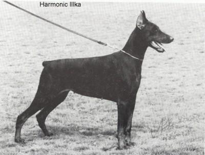 Harmonic Illka | Black Doberman Pinscher
