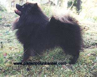 VON-SPITZIE'S MACK-MILLAN | German Spitz 