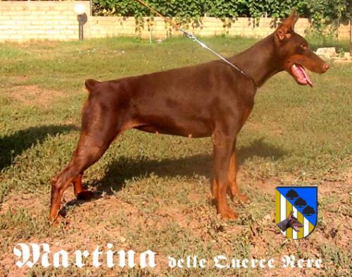 Martina delle Querce Nere | Brown Doberman Pinscher