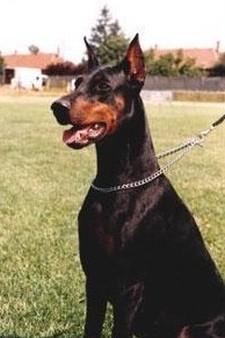 Phanatic Anett | Black Doberman Pinscher