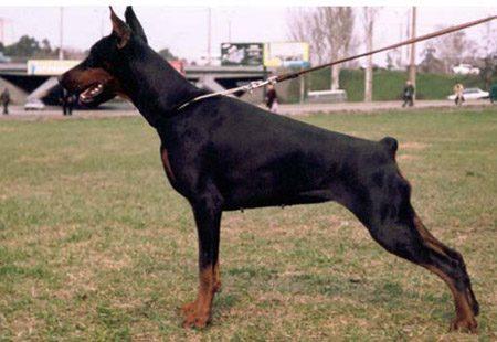 Dolche Vita iz Gratsiano | Black Doberman Pinscher