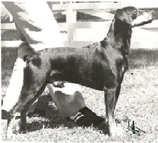 PUCK vom Cronsbach | German Pinscher 