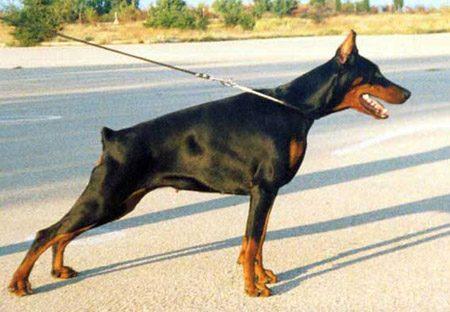 Afrodita Diva iz Gratsiano | Black Doberman Pinscher