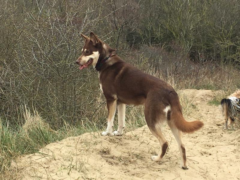 Napakymppi's Leija Dola's Home | Lapponian Herder 