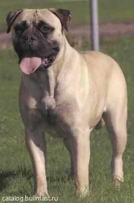 Korona Baroness | Bullmastiff 