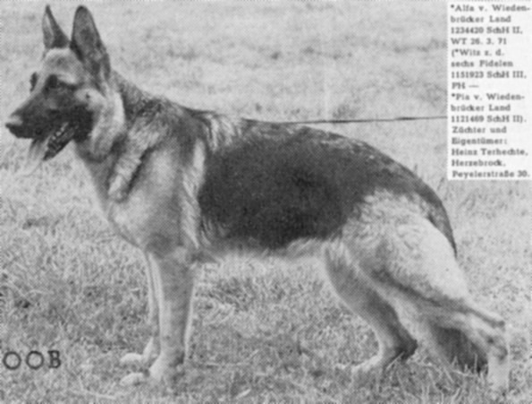 Alfa vom Wiedenbrücker Land | German Shepherd Dog 