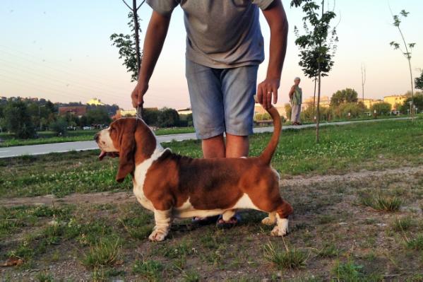 Quantas-Napoca Change Me | Basset Hound 