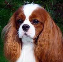 Turretbank Isaac | Cavalier King Charles Spaniel 