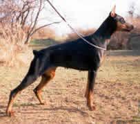 Ak-Yar Ermoniya | Black Doberman Pinscher