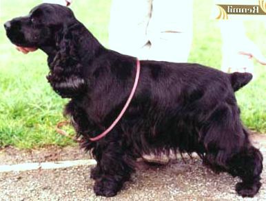 Quettadene Melissa | English Cocker Spaniel 