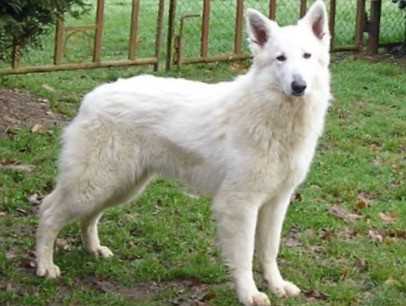 Bianca de la Vallée des Bergers Blancs | White Swiss Shepherd Dog 