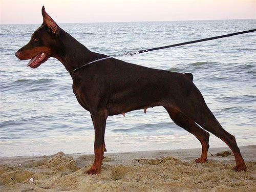 Irinland Milena Mon Amore | Brown Doberman Pinscher