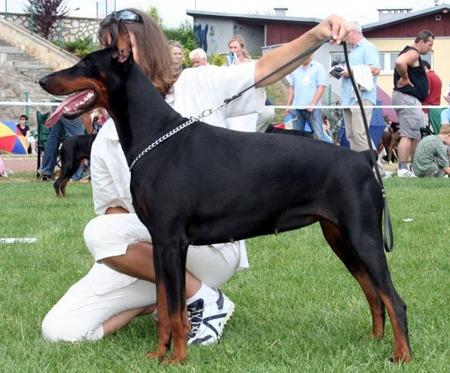 Irinland Roksana Rikkel | Black Doberman Pinscher