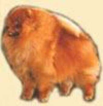 Absolute's Driving Miss Hanson | German Spitz 